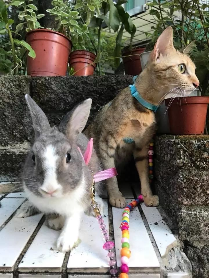 猫和兔子能一起养吗(猫和兔子能一起养吗视频)