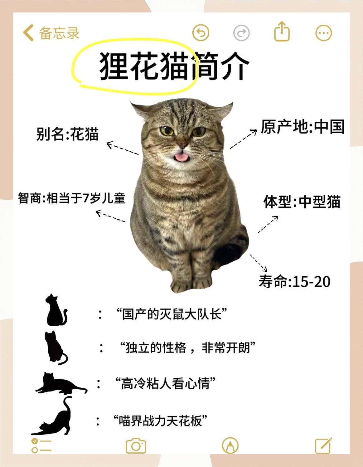 银剑猫价格(银剑猫价格及图片它主要吃什么) 银剑猫价格(银剑猫价格及图片它主要吃什么)