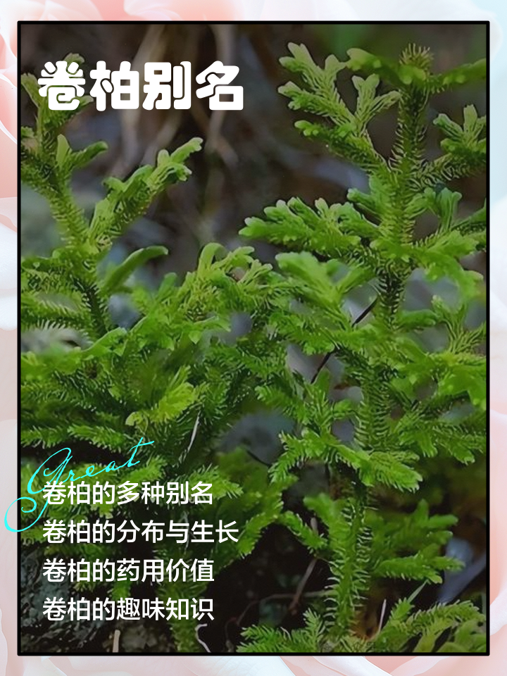 扁柏的功效与作用(黄柏的功效作用与主治) 扁柏的功效与作用(黄柏的功效作用与主治)