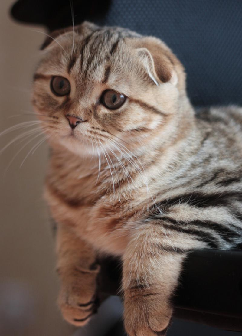 虎斑折耳猫多少钱一只(虎斑折耳猫多少钱一只正常价)