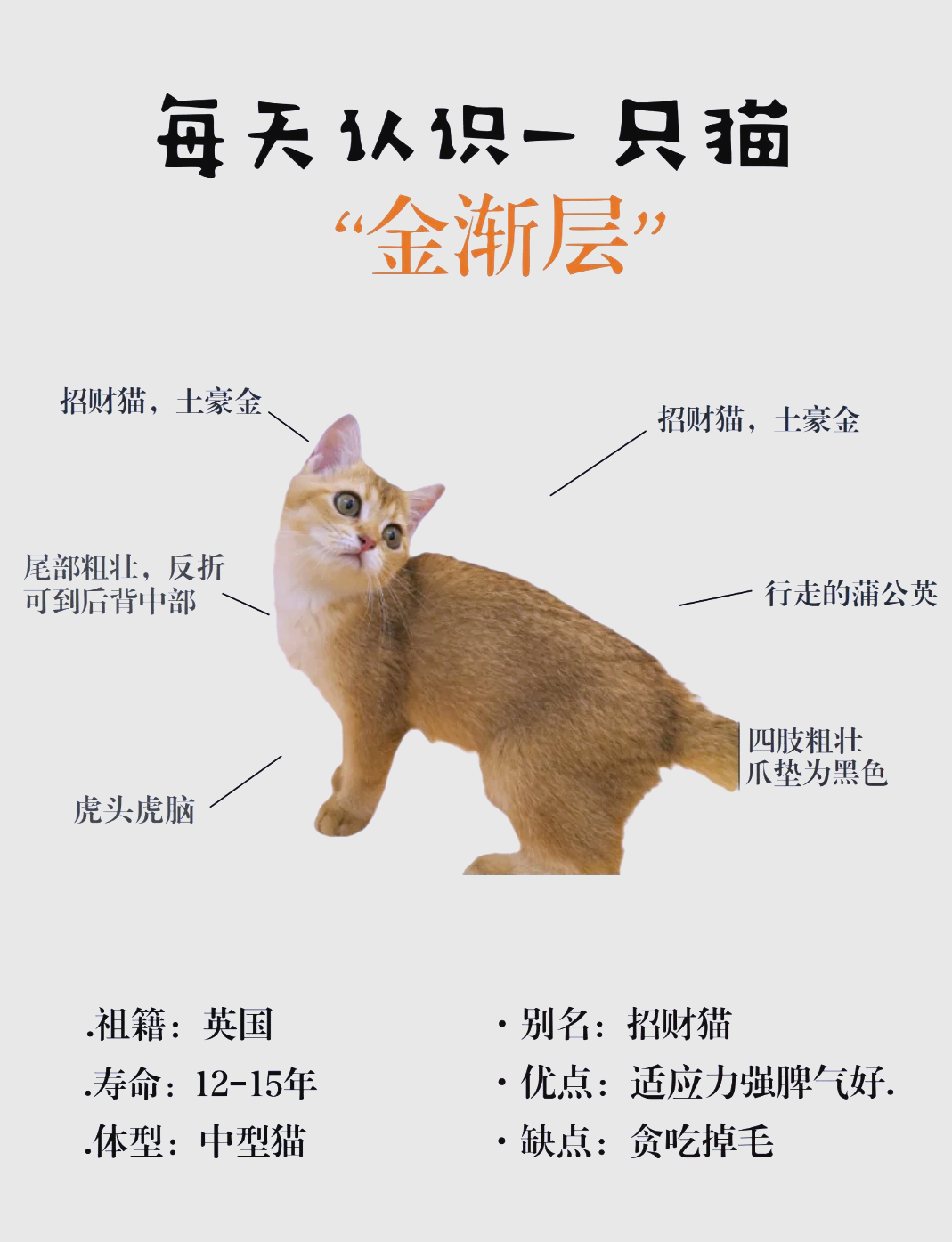 金渐层猫怎么看品相好坏(金渐层猫怎么看品相好坏啊)
