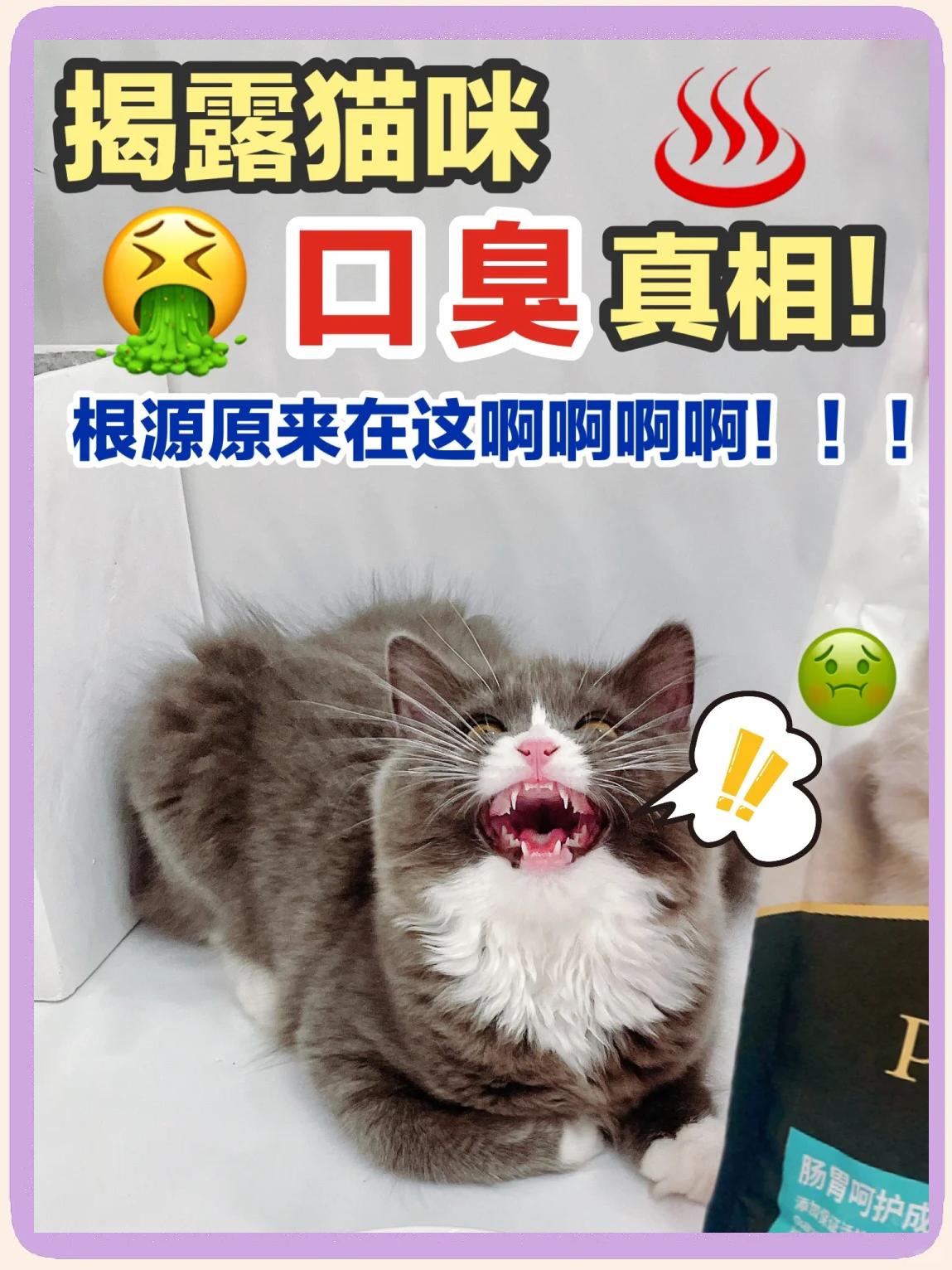 猫咪讨厌什么味道(放什么东西猫就不敢靠近) 猫咪讨厌什么味道(放什么东西猫就不敢靠近)