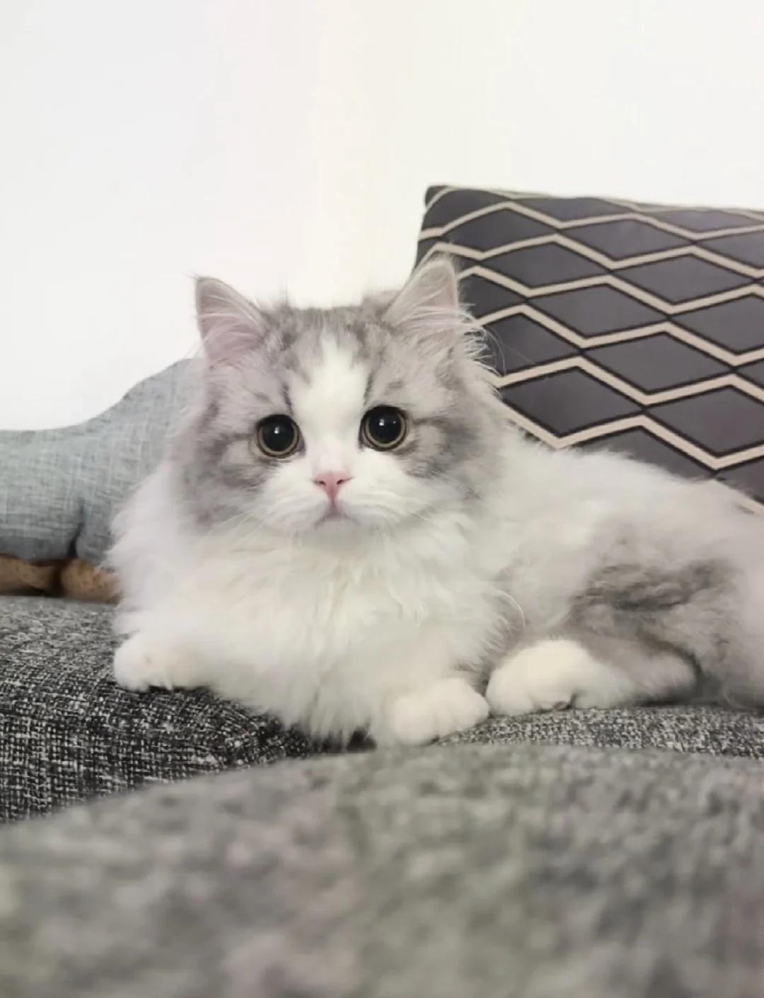 猫能喝羊奶吗(成年猫能喝羊奶吗)