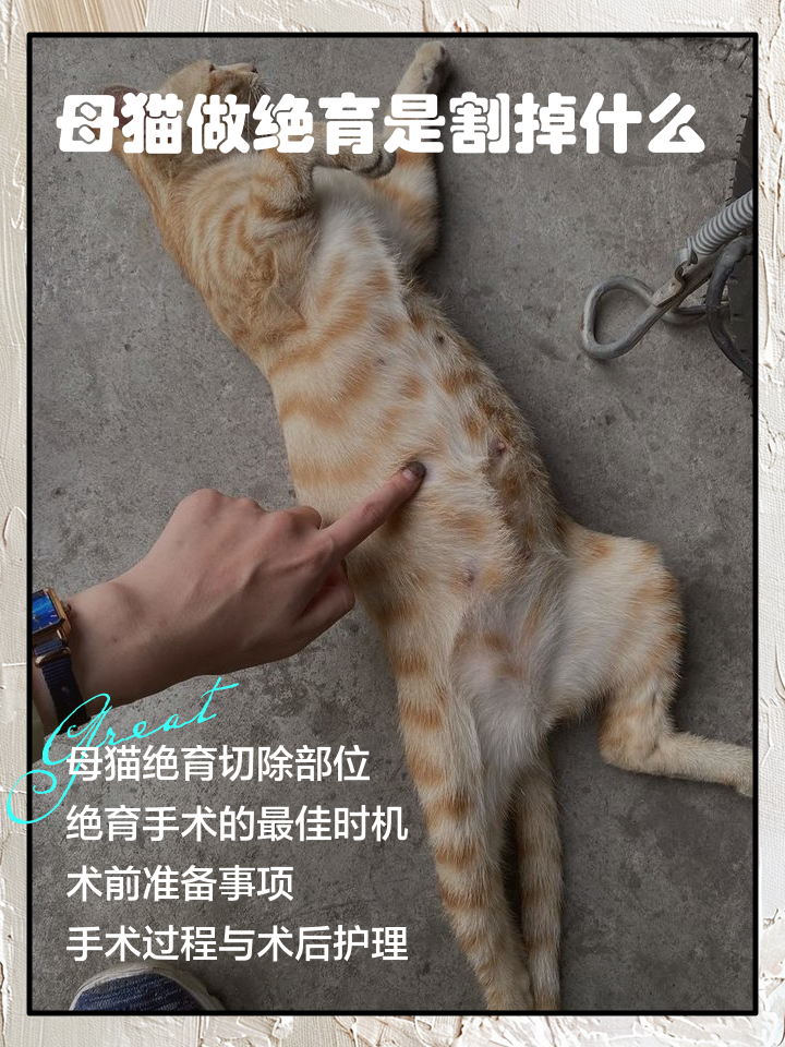 母猫生产后多久可以绝育(母猫生产后多久绝育比较合适)