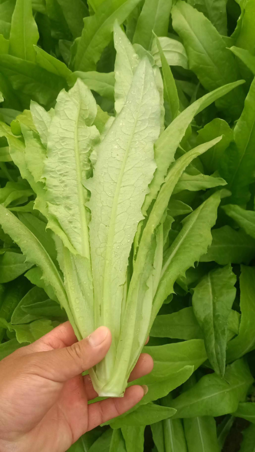 莴笋叶和油麦菜的区别(莴笋叶和油麦菜的区别在哪里)