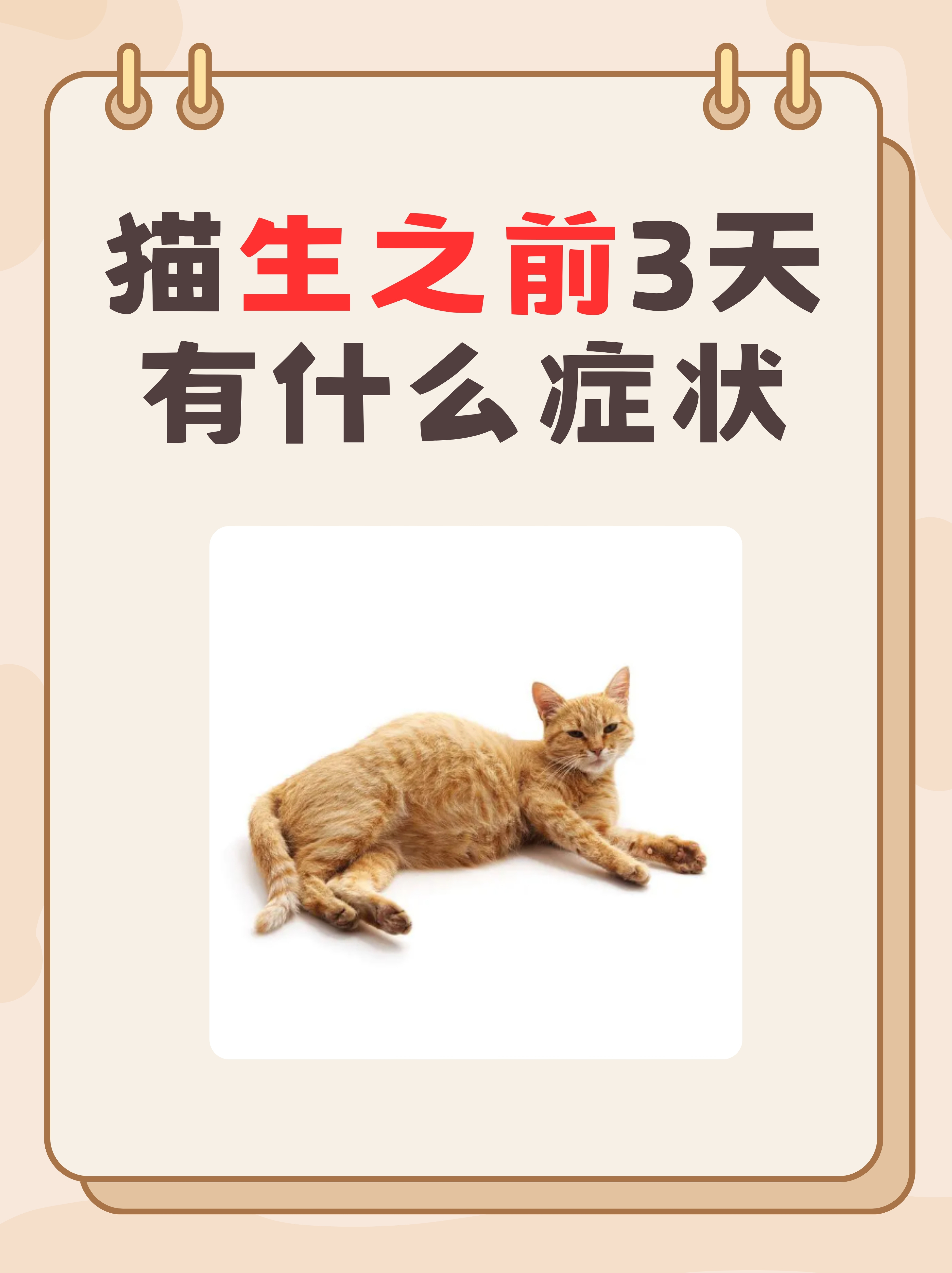 怎么才知道猫咪发烧了(怎么知道猫咪是否发烧了)