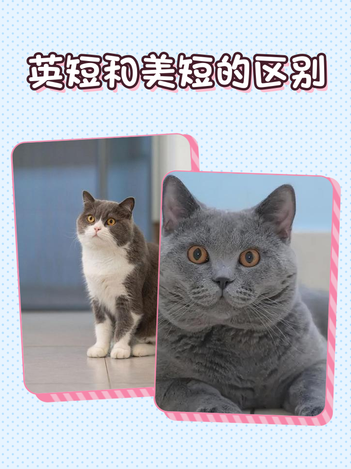 短毛猫品种及图片(公认十大最漂亮的猫)