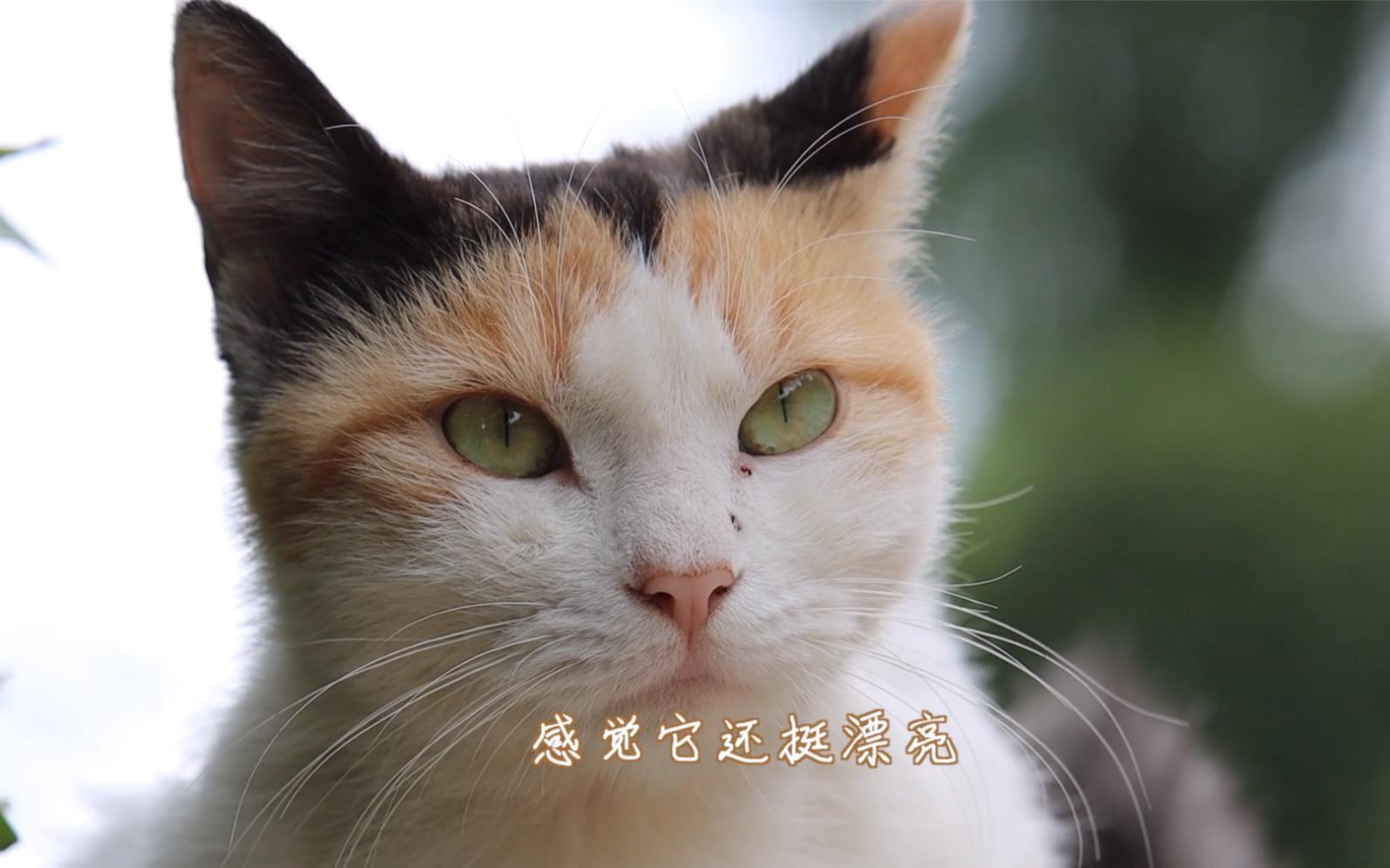 断尾猫(断尾猫代表什么意思)