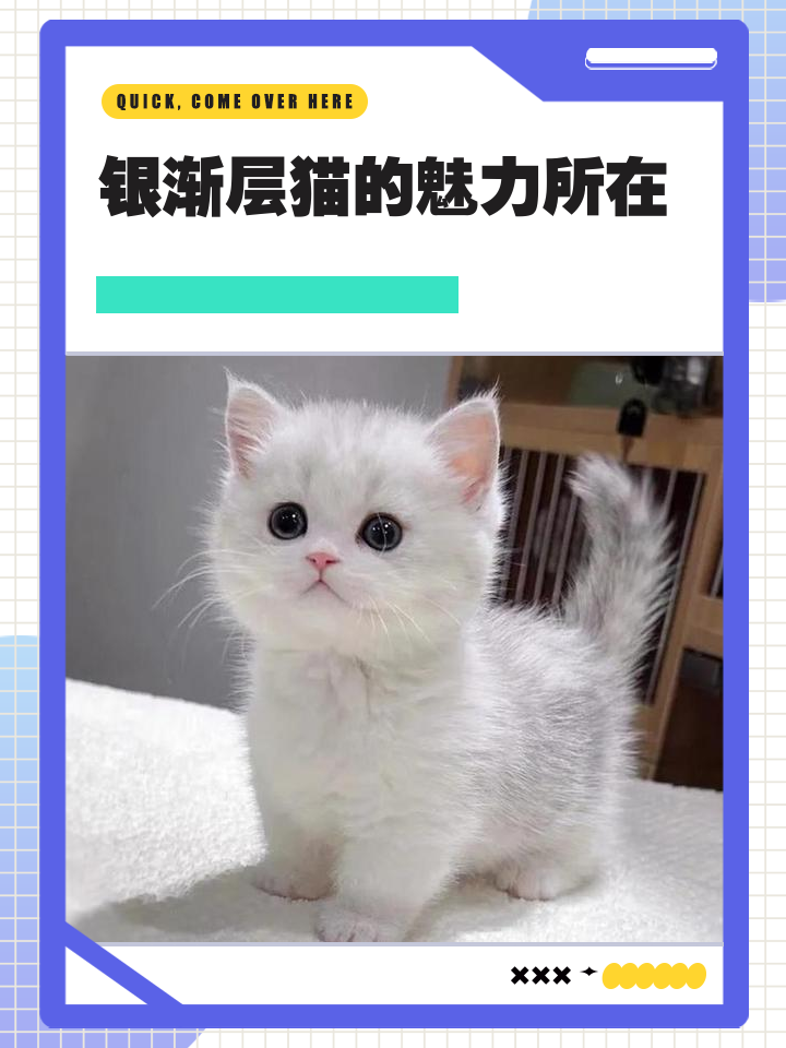 银渐层好养吗(银渐层好养吗会容易病吗) 银渐层好养吗(银渐层好养吗会容易病吗)