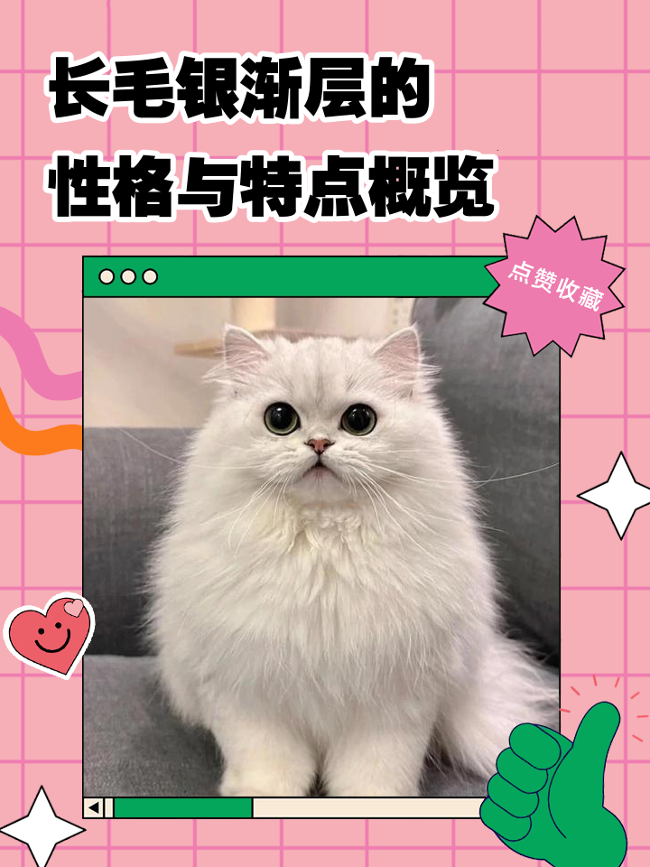 银渐层好养吗(银渐层好养吗会容易病吗) 银渐层好养吗(银渐层好养吗会容易病吗)
