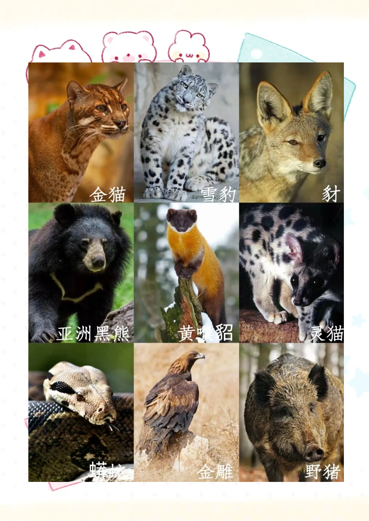熊猫是猫科动物吗(熊猫是猫科动物吗,老虎属于哪科动物)