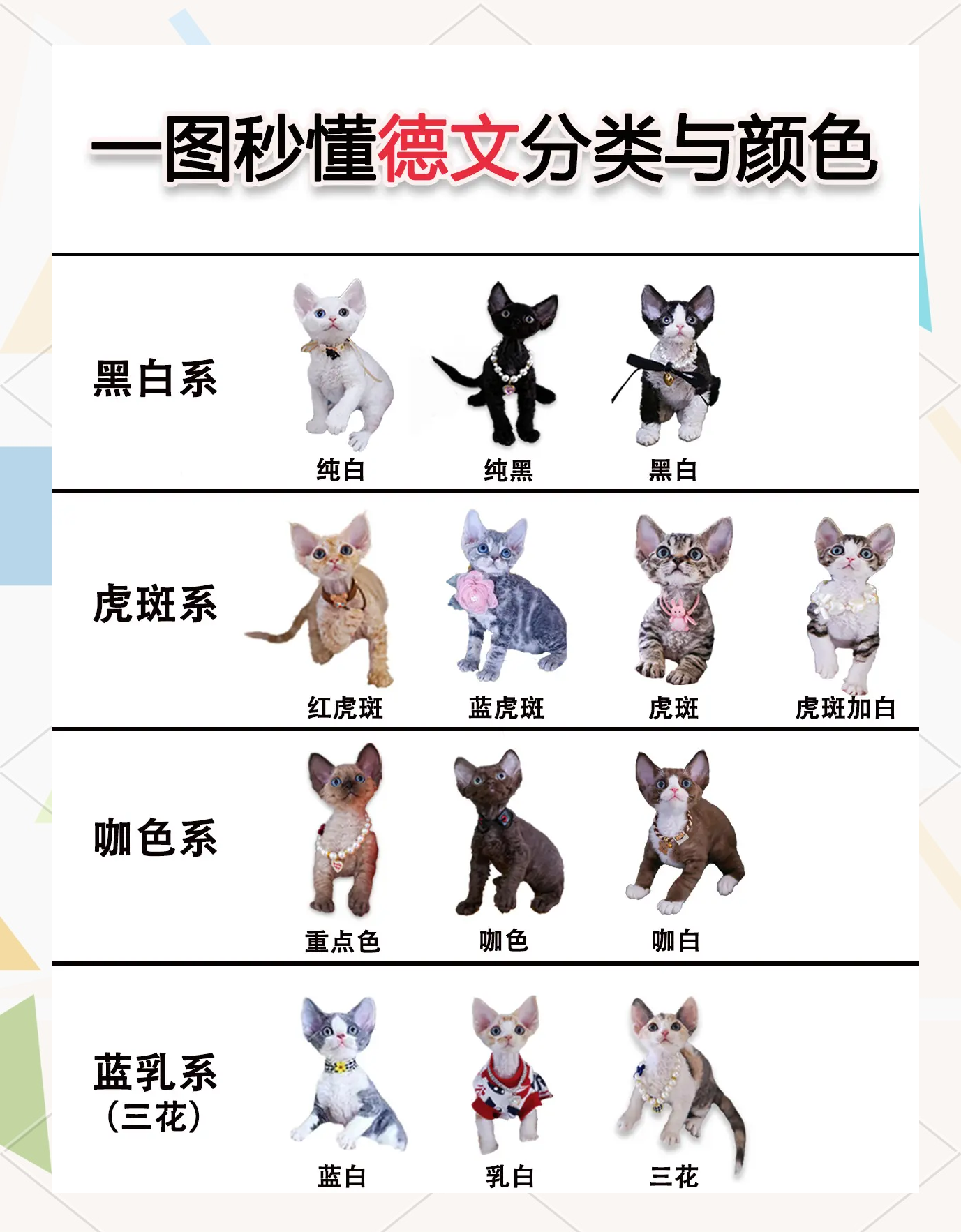 德文卷毛猫价格多少钱一只(德文卷毛猫的市场前景怎么样)