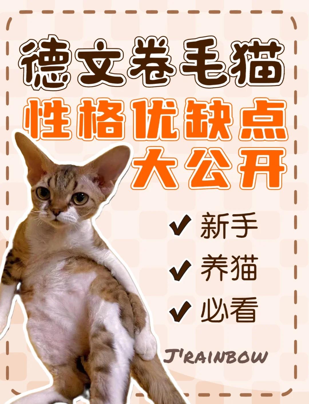 德文卷毛猫价格多少钱一只(德文卷毛猫的市场前景怎么样)
