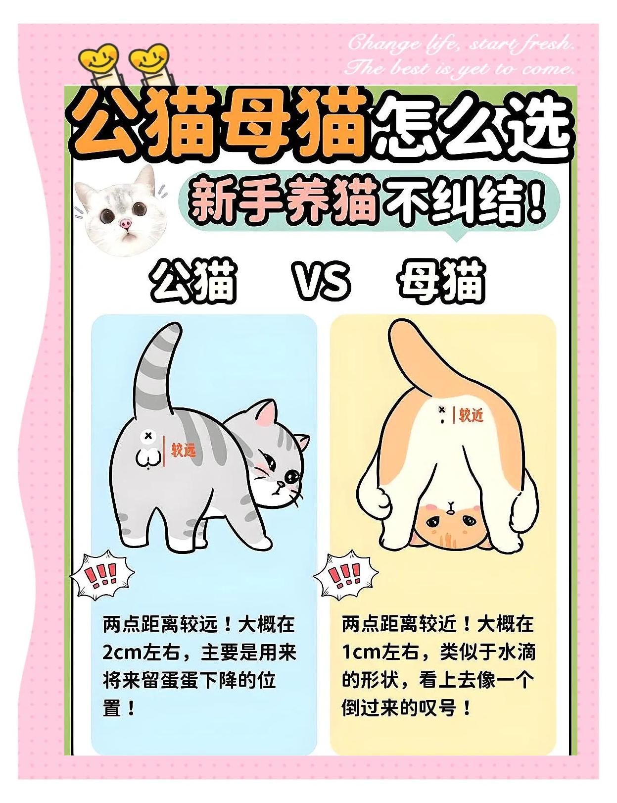 怎么判断猫咪是否怀孕(怎么样判断猫咪是否怀孕)