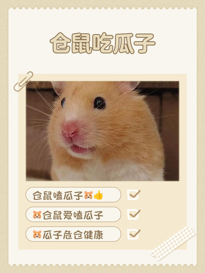 猫能吃瓜子吗(猫能吃鸡蛋吗怎么吃)