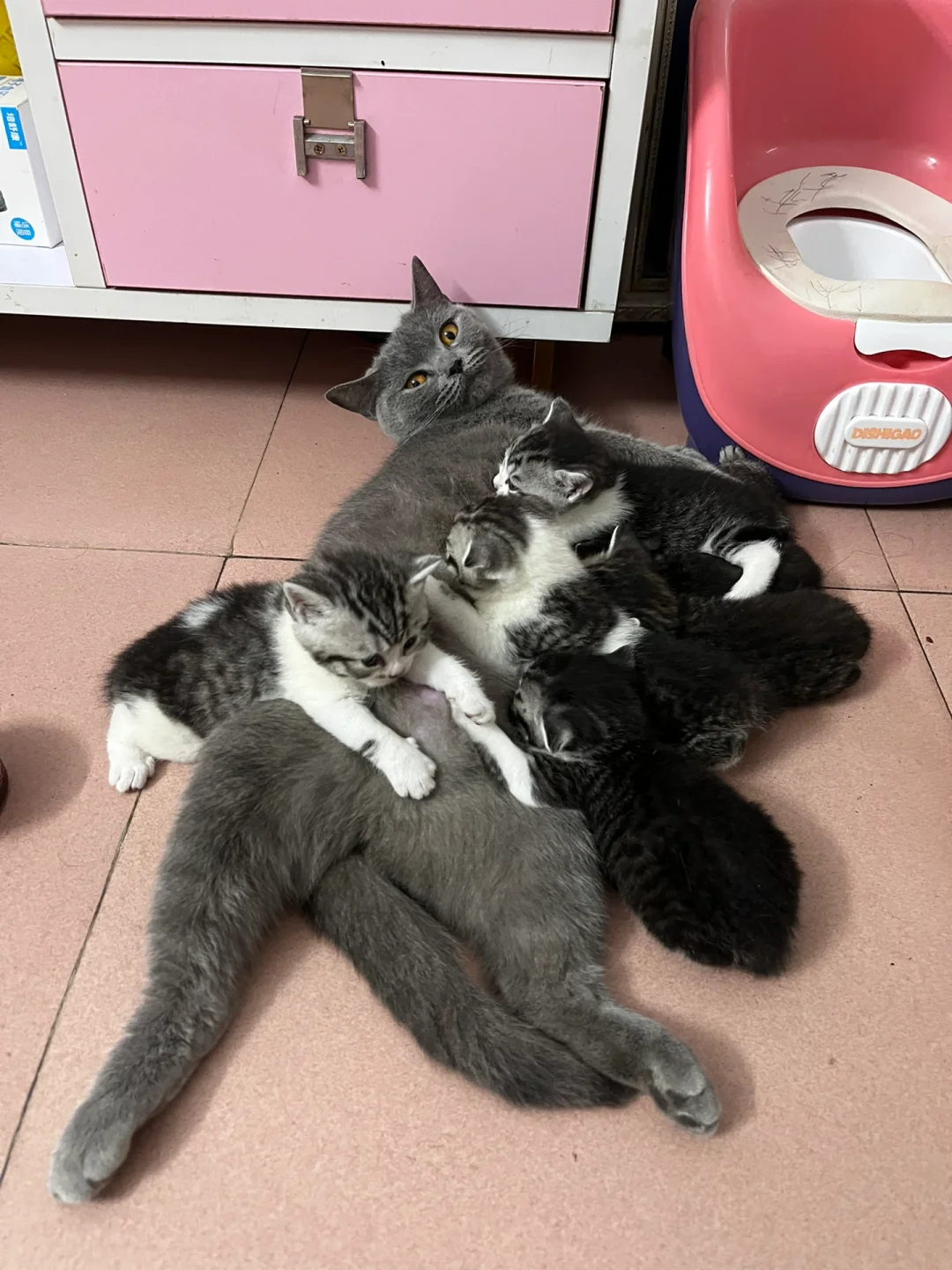 蓝猫和虎斑配出的猫仔(蓝猫和虎斑配出的猫仔能活多久)