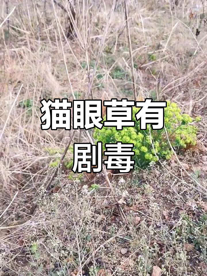 对猫有毒的植物(对猫有毒的植物,它会自己躲开嘛)