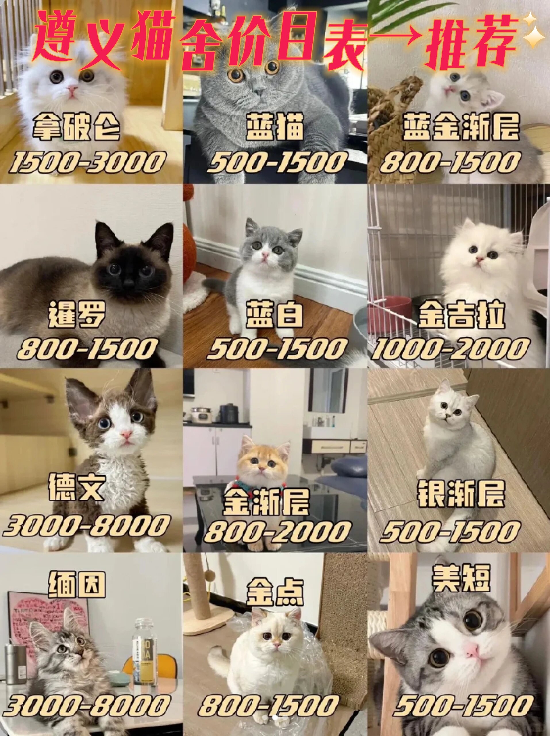 银渐层猫价格(银渐层猫价格 价格表)