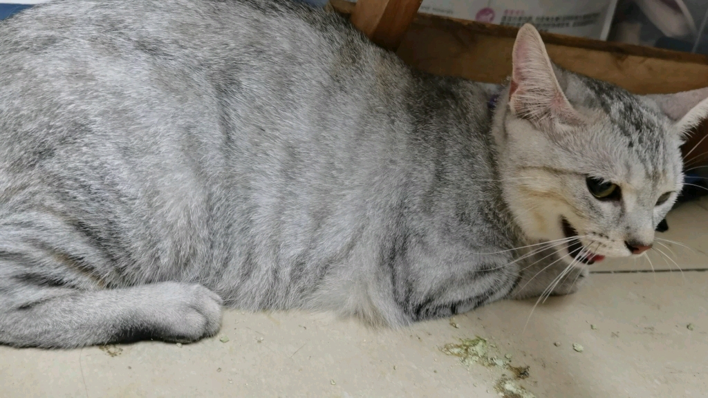 猫狗兽(猫狗兽药品牌排行榜前十名) 猫狗兽(猫狗兽药品牌排行榜前十名)