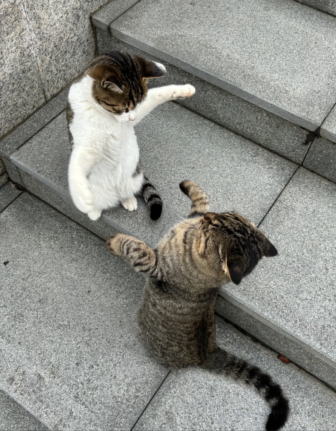 包含猫咪打架要不要去阻止?的词条