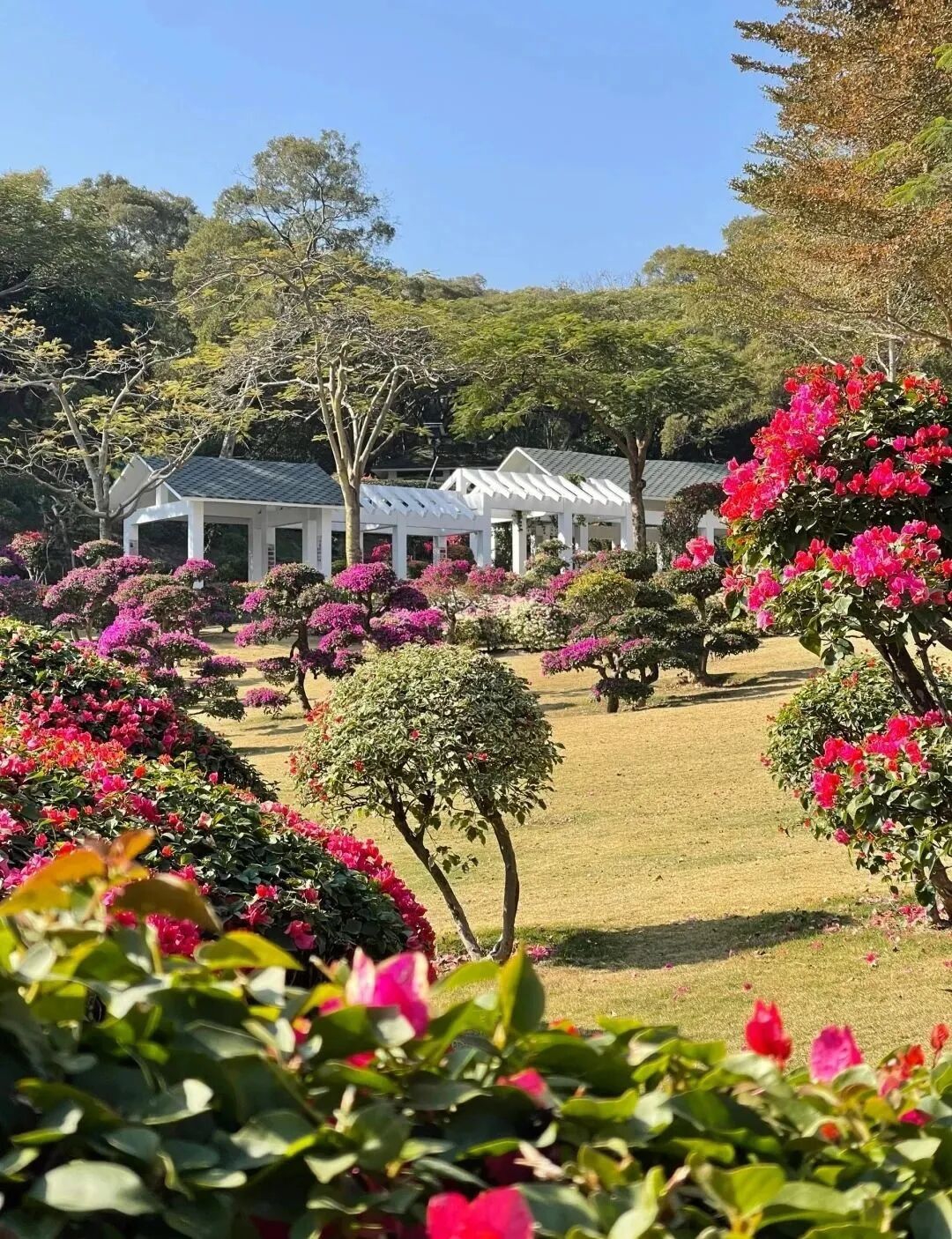 三角梅是哪个城市的市花(三角梅是哪个城市的市花200字)