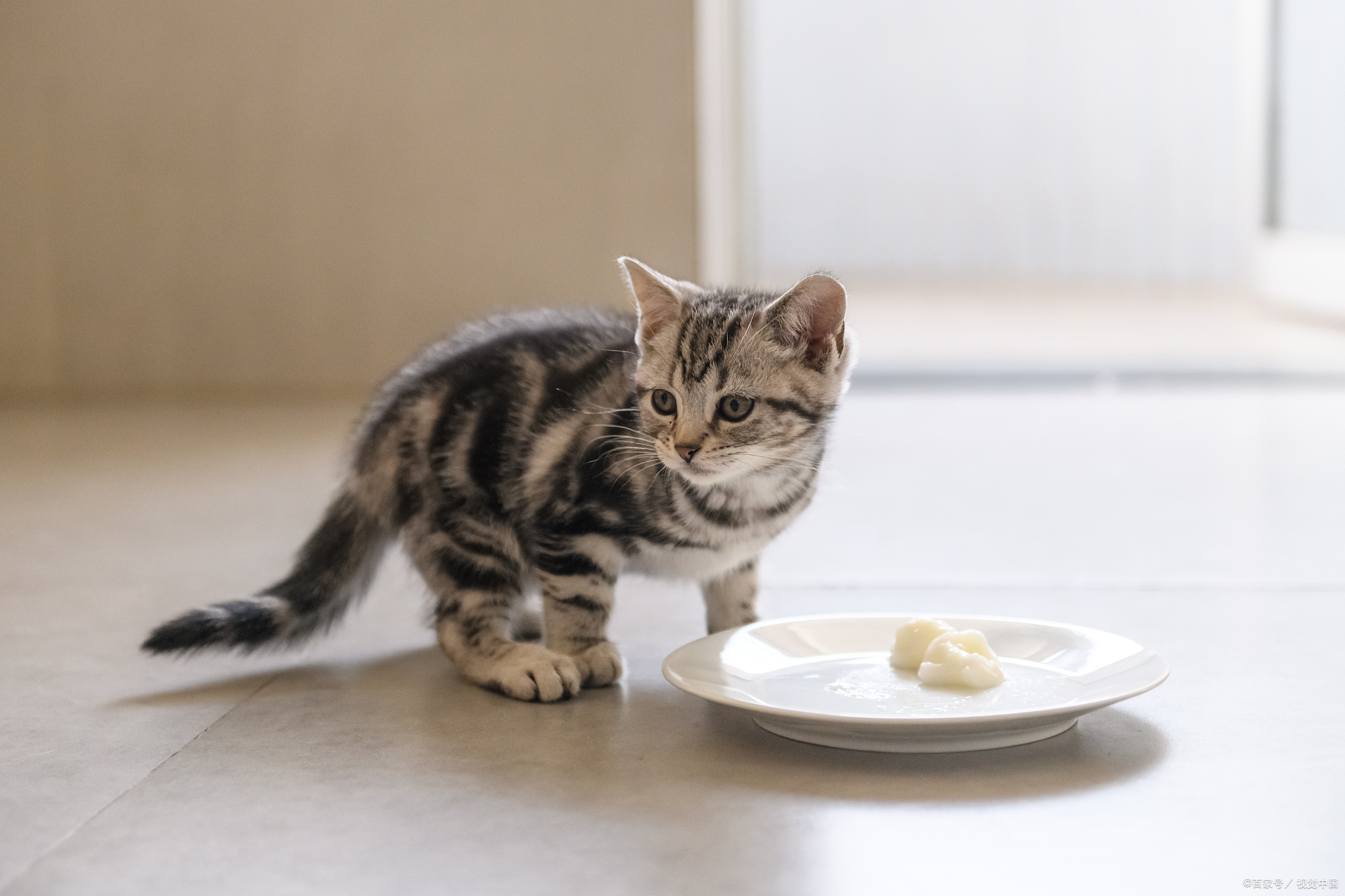 猫能不能吃鸡蛋(猫能不能吃鸡蛋果) 猫能不能吃鸡蛋(猫能不能吃鸡蛋果)