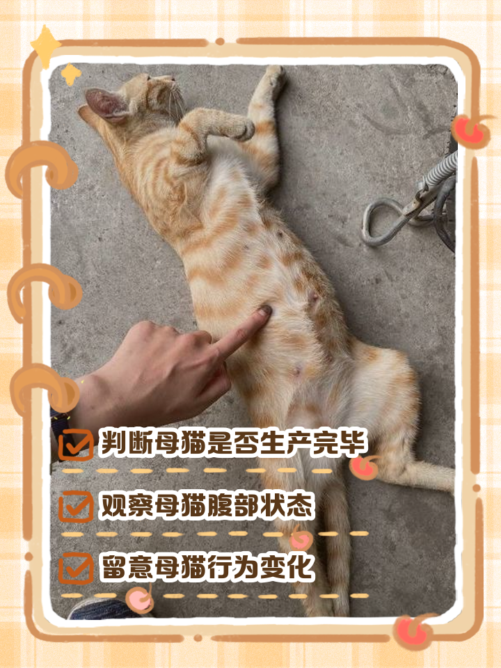 猫生5只为什么不能养(猫生5只为什么不能养一只)