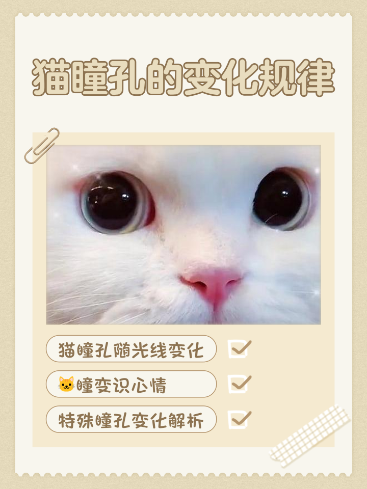 猫咪眨眼睛代表什么(猫咪眨眼睛代表什么意思) 猫咪眨眼睛代表什么(猫咪眨眼睛代表什么意思)
