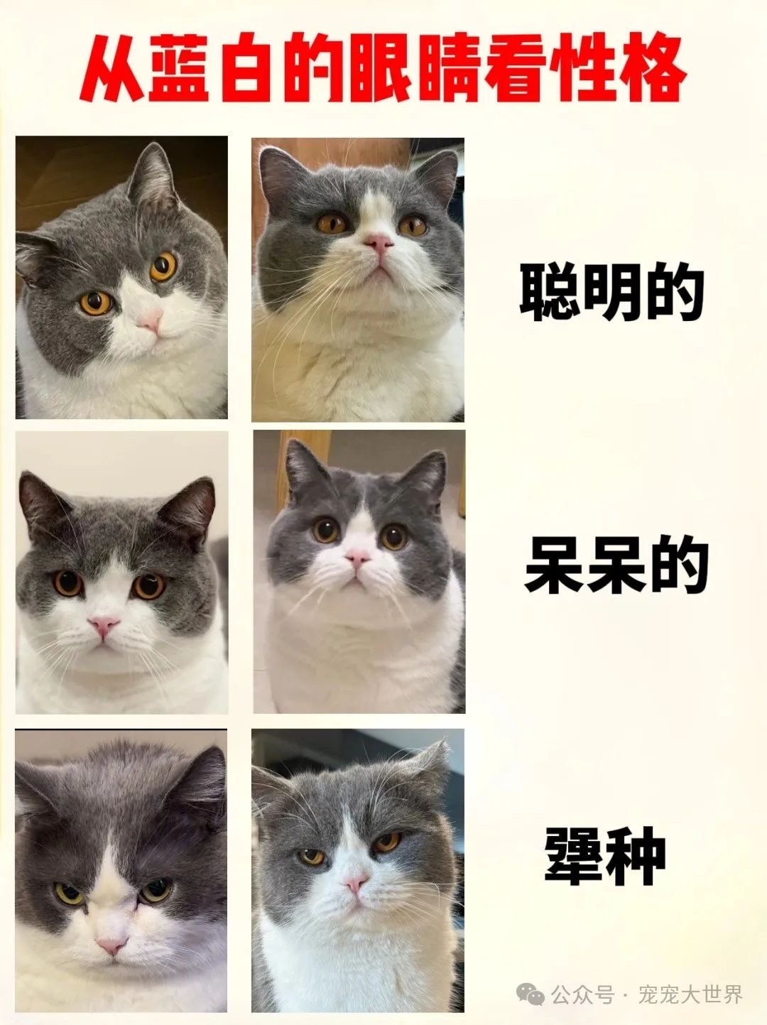猫咪眨眼睛代表什么(猫咪眨眼睛代表什么意思) 猫咪眨眼睛代表什么(猫咪眨眼睛代表什么意思)