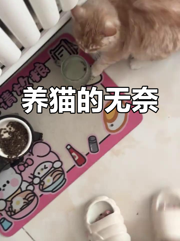 幼猫突然变得亢奋乱跑还咬人(幼猫突然爱咬人很兴奋怎么回事) 幼猫突然变得亢奋乱跑还咬人(幼猫突然爱咬人很兴奋怎么回事)