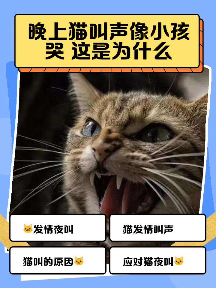 幼猫突然变得亢奋乱跑还咬人(幼猫突然爱咬人很兴奋怎么回事) 幼猫突然变得亢奋乱跑还咬人(幼猫突然爱咬人很兴奋怎么回事)