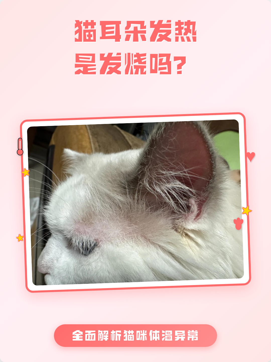 怎么看猫咪是否发烧(如何看猫是不是发烧了)