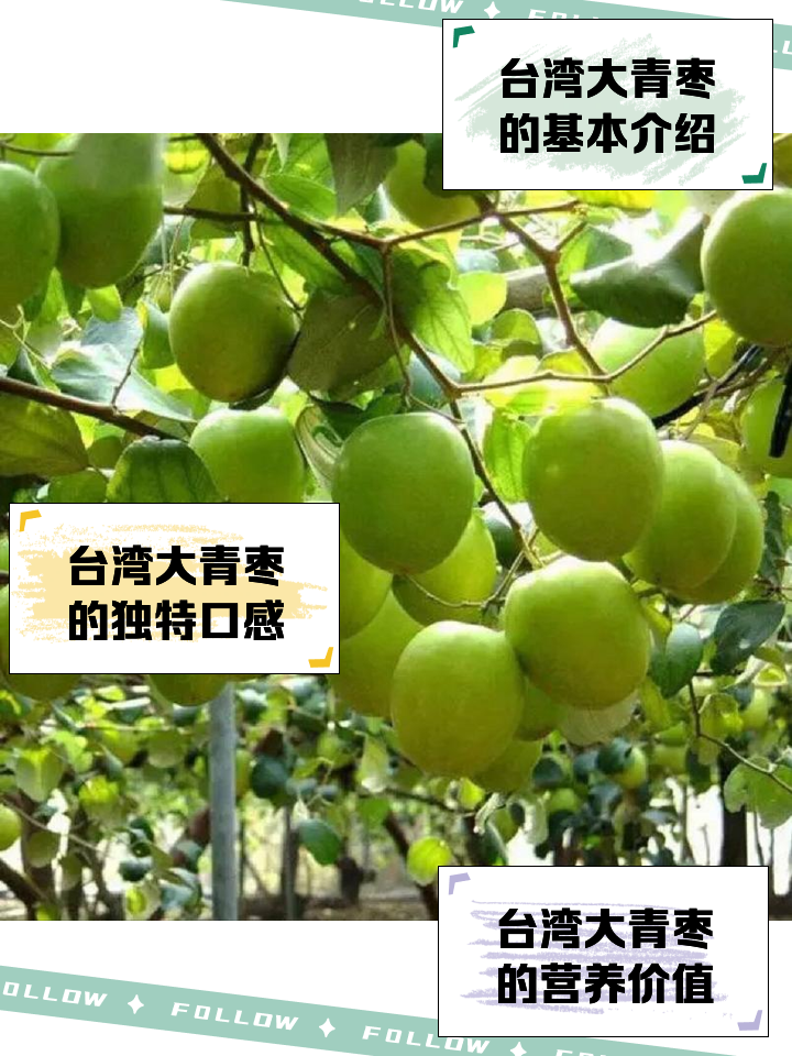 青枣含糖量高吗(青枣含糖量高吗孕妇可以吃吗)