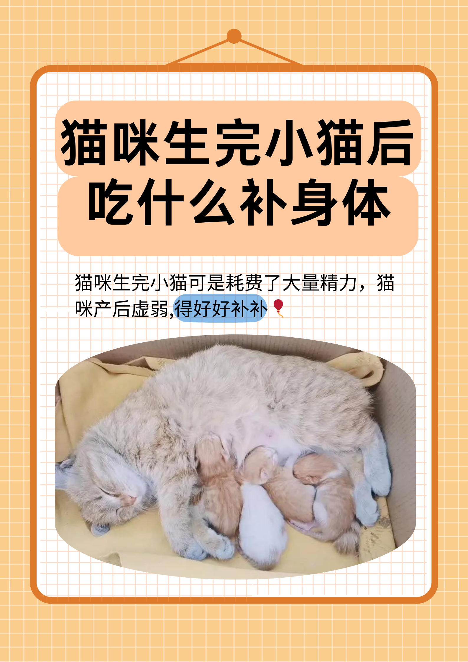 猫绝育后多久可以吃东西(猫绝育后多久可以吃东西了)