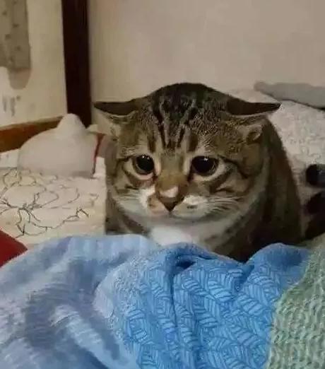 猫耳朵热(猫耳朵热是不是发烧了)