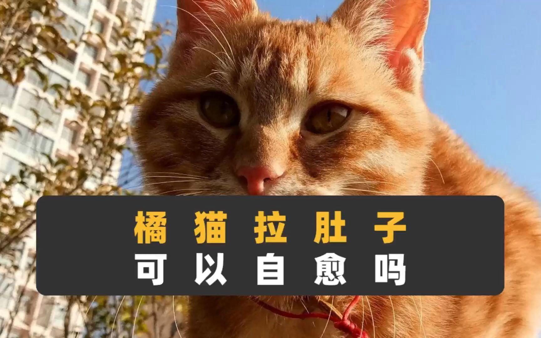 猫拉肚子会自愈吗(猫拉稀吃什么药管用)