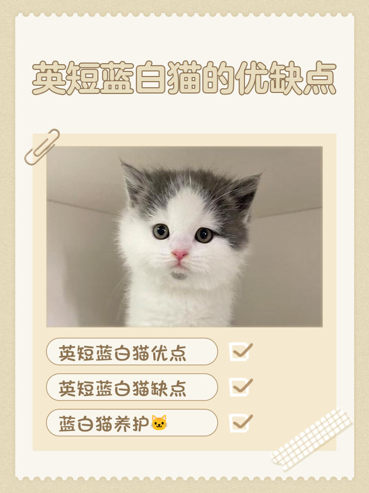 蓝白猫为什么不能养(蓝白猫为什么比蓝猫贵那么多)