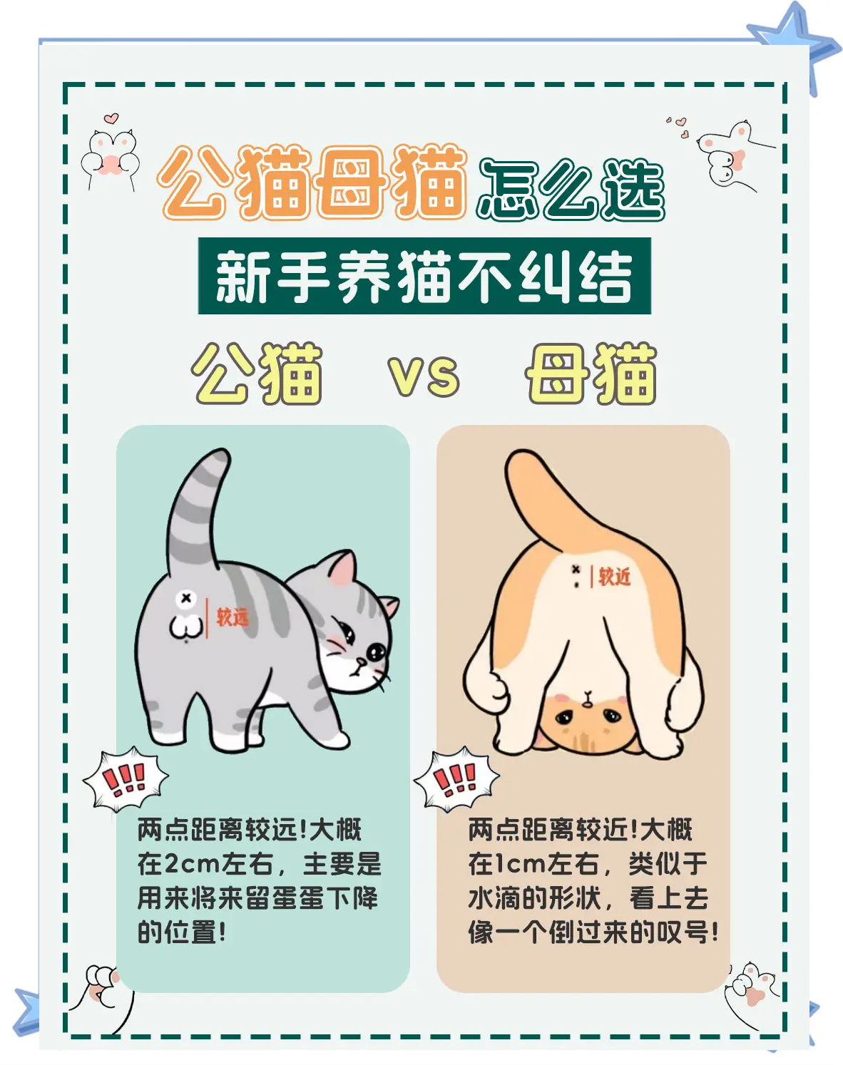 养一公一母猫注意事项(家养一公一母猫好处坏处)