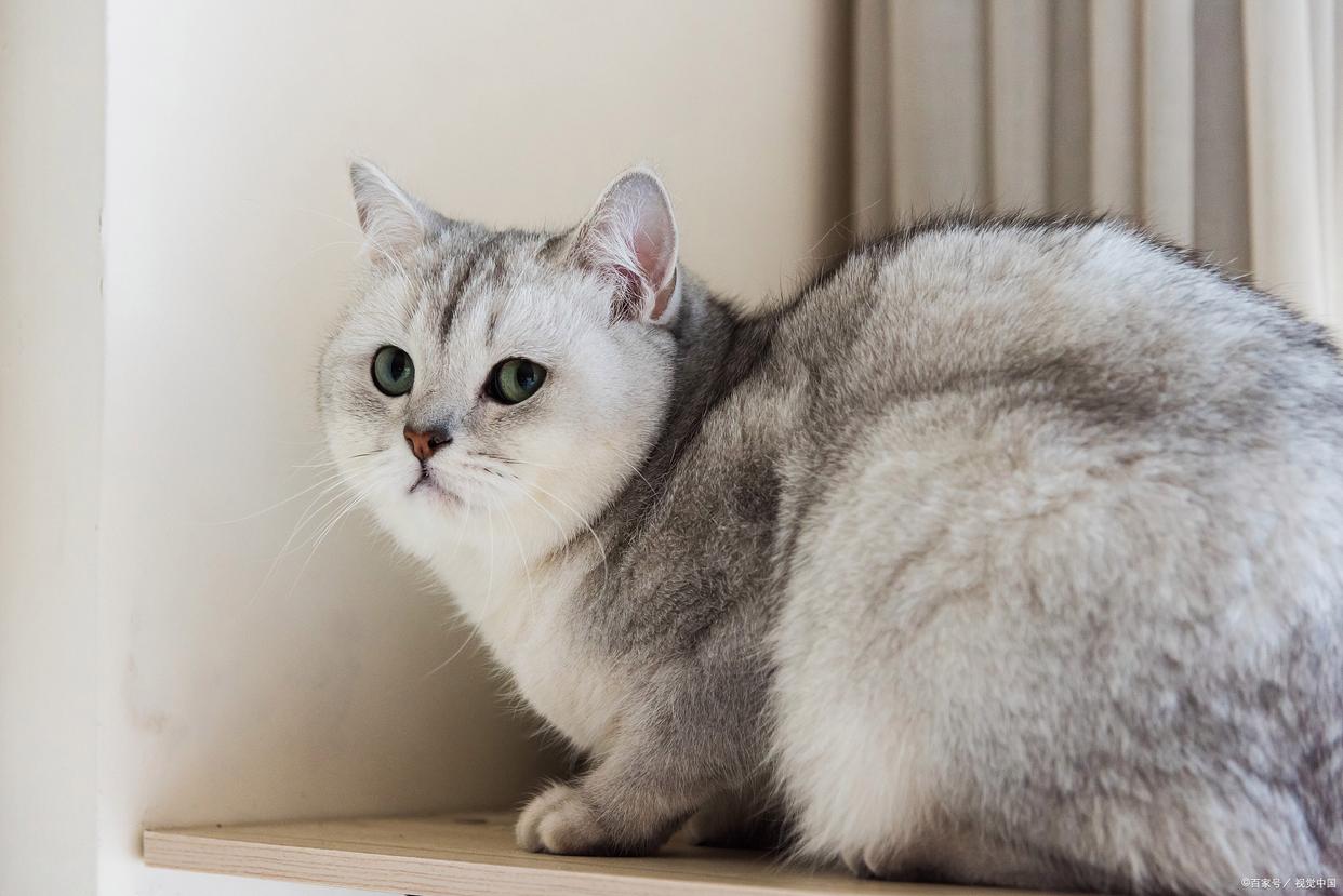 正宗银渐层猫图片(养银渐层猫10大忠告)