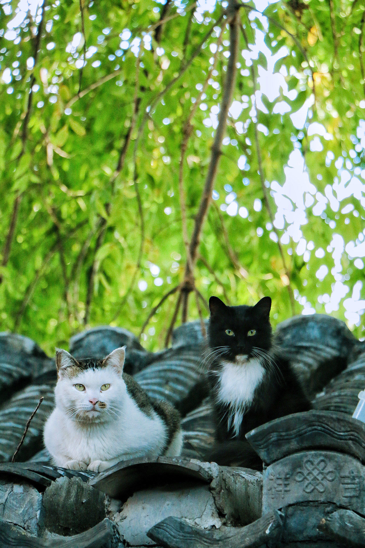 乌云踏雪猫多少钱一只(乌云踏雪猫多少钱一只图片)
