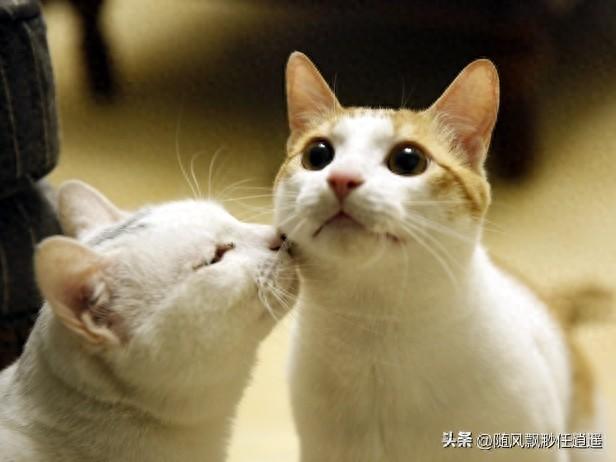猫喜欢舔人手是为什么(猫喜欢舔人手是什么意思)