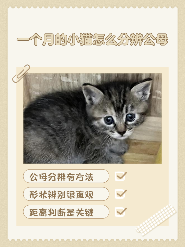 幼猫公母分辨图(幼猫公母的区别图) 幼猫公母分辨图(幼猫公母的区别图)