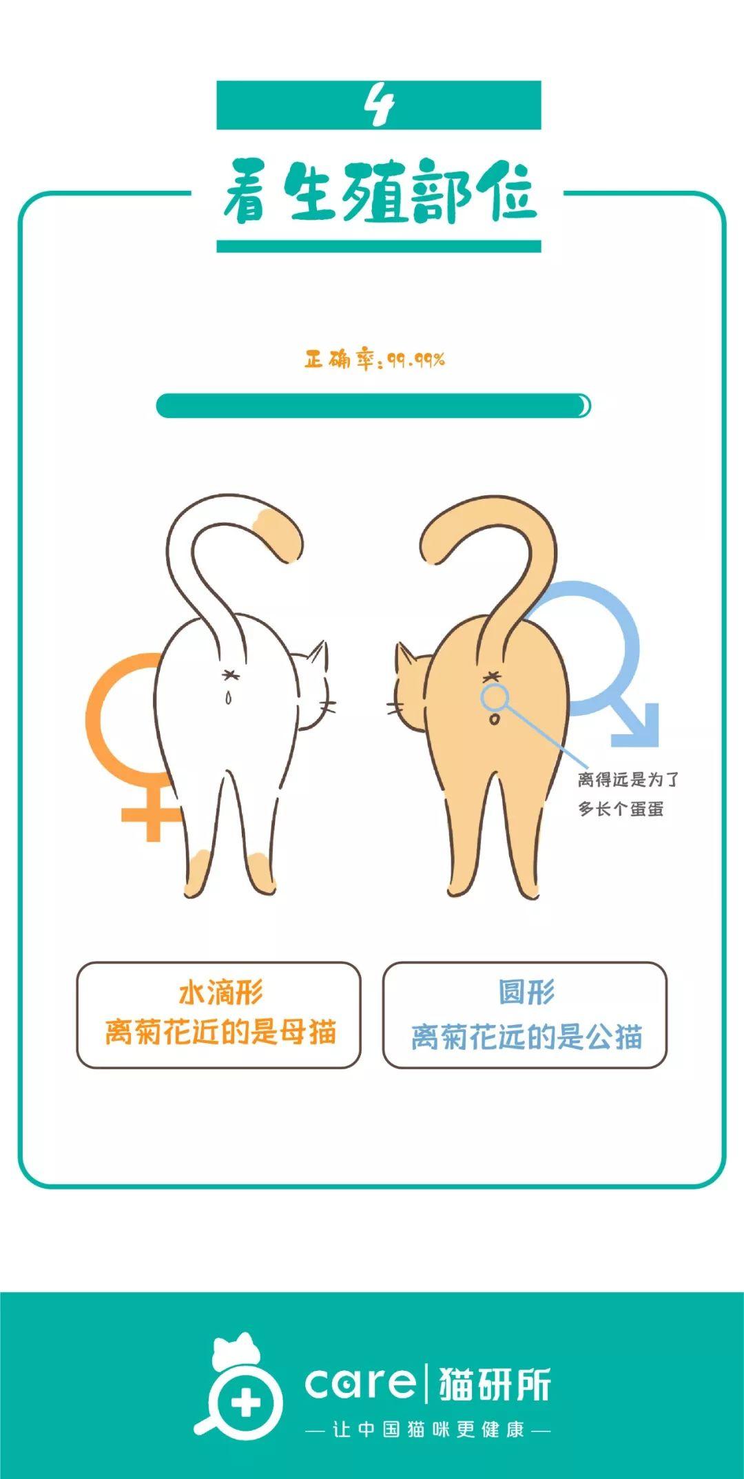 幼猫公母分辨图(幼猫公母的区别图) 幼猫公母分辨图(幼猫公母的区别图)