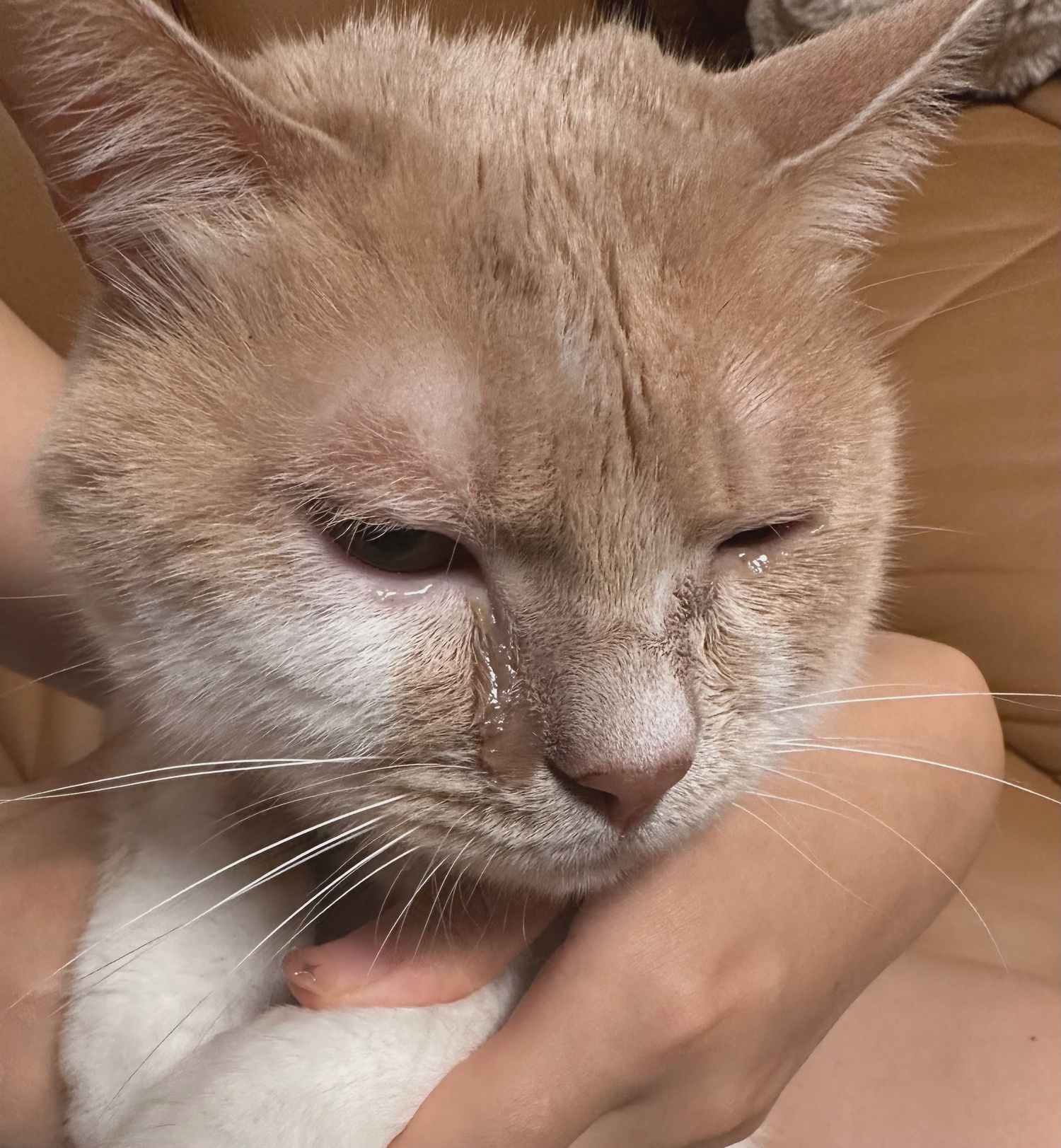 猫突然流透明口水精神很好(猫咪偶尔流口水,透明的不臭)