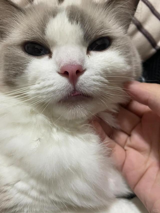 猫突然流透明口水精神很好(猫咪偶尔流口水,透明的不臭)