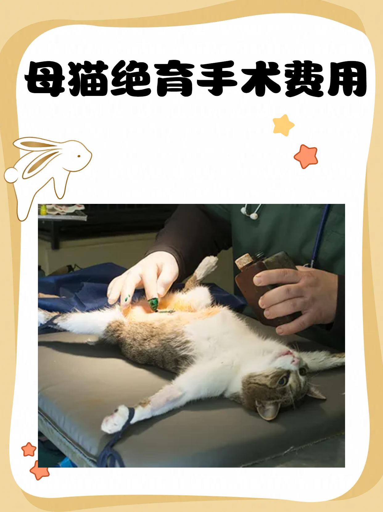 母猫生完孩子多久可以绝育(猫咪生过小猫多久可以做绝育)