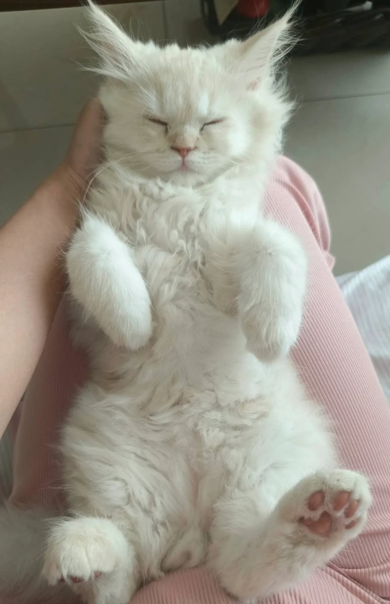 为什么不能养纯白的猫(为什么不能养纯白的猫咪)