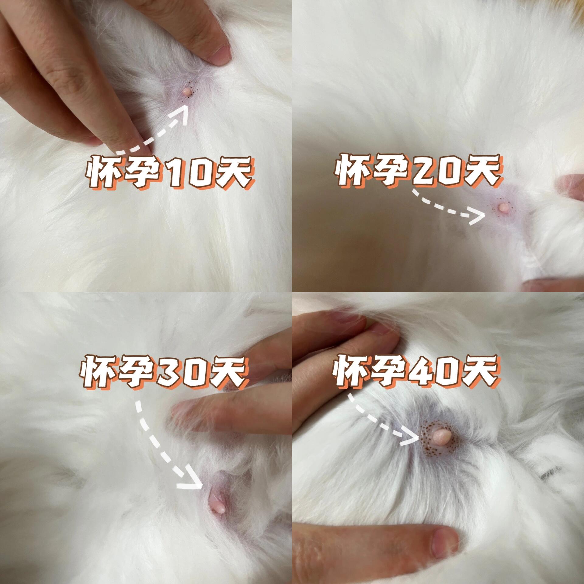 怀孕母猫生产前兆(怀孕母猫生产前兆 流东西正常吗) 怀孕母猫生产前兆(怀孕母猫生产前兆 流东西正常吗)