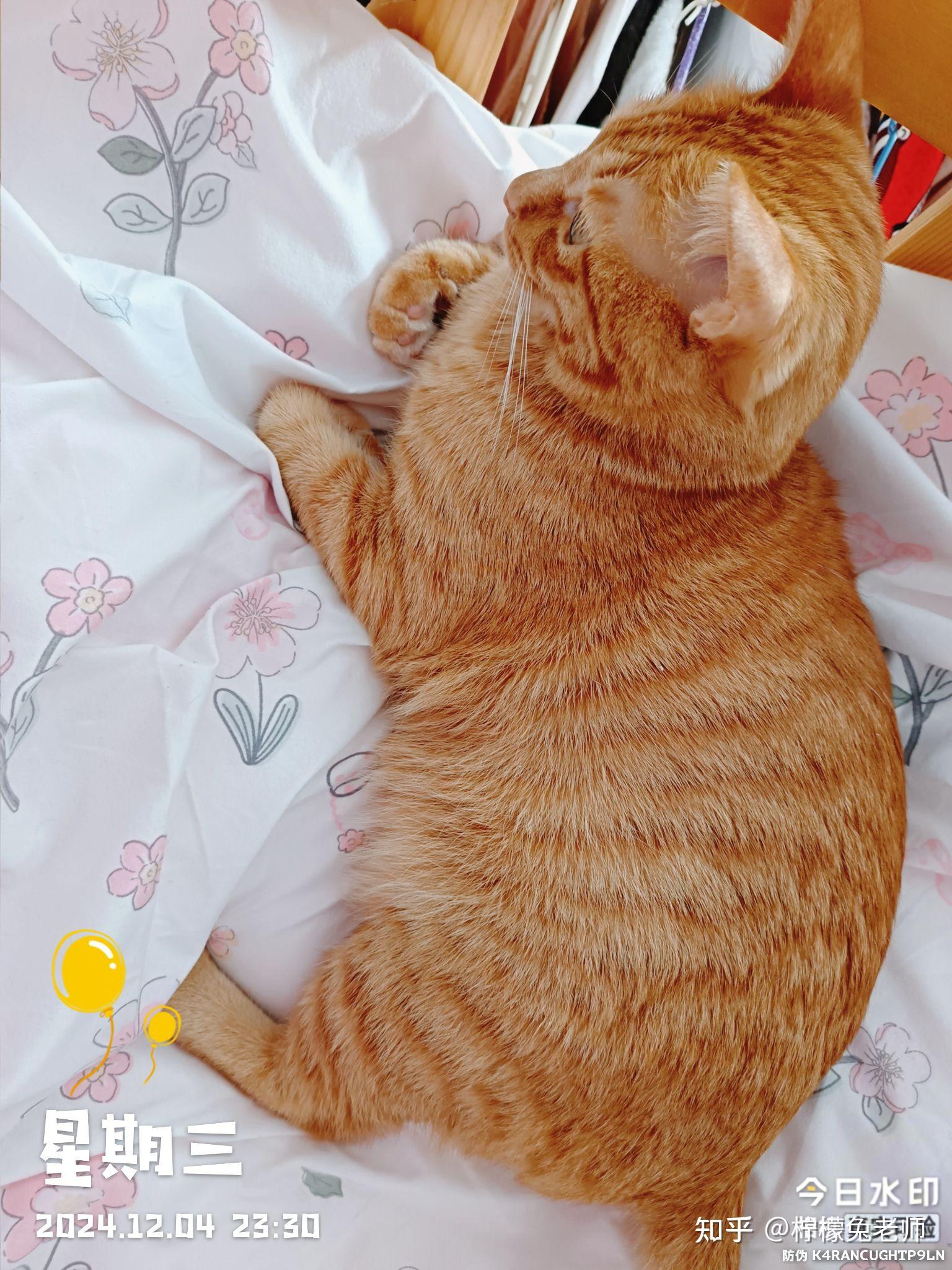 猫跟人有缘是什么预兆(猫亲近你,玄学,暗示什么) 猫跟人有缘是什么预兆(猫亲近你,玄学,暗示什么)