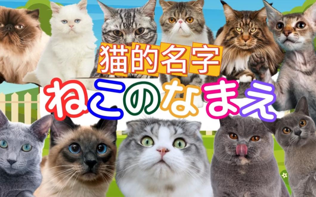 猫的日语(猫的日语单词)